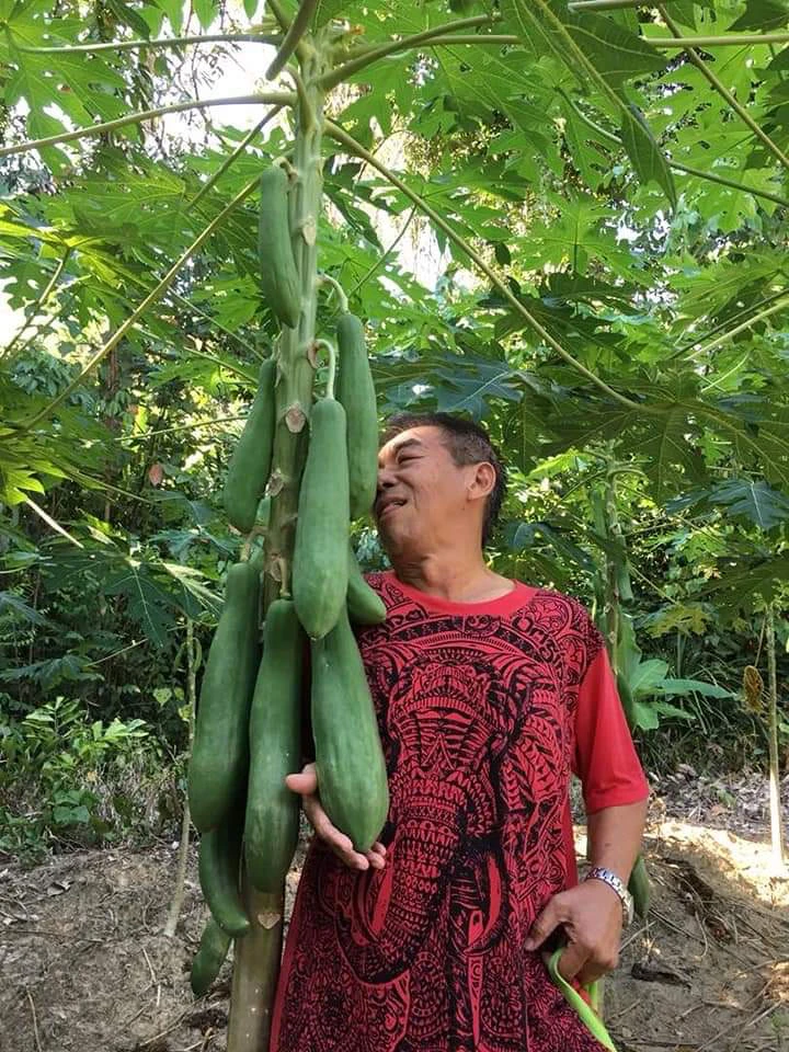 A farmer standing beside a tree full of freshly grown papayas